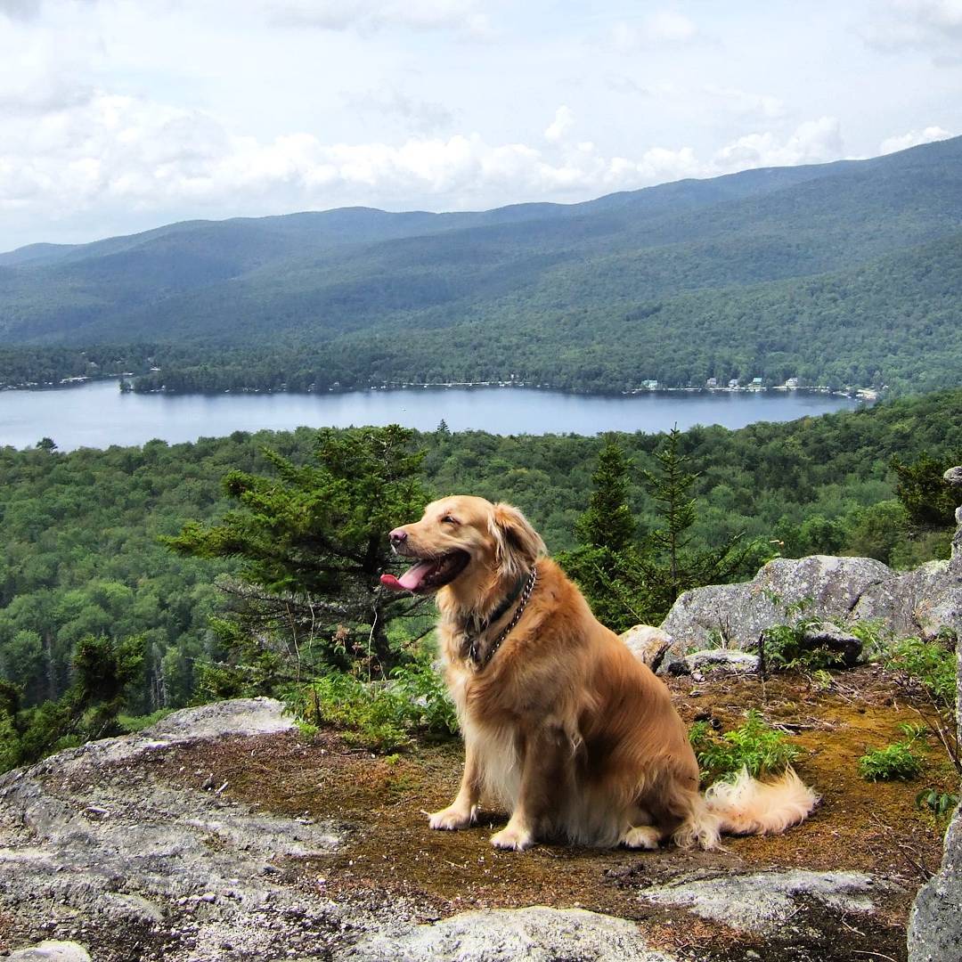 How to Train Your Dog to Walk Off Leash – A Hiker's Guide