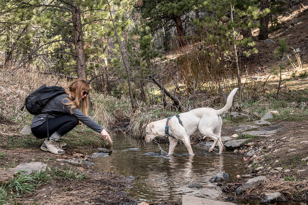 woman hiking with her dog crossing a river