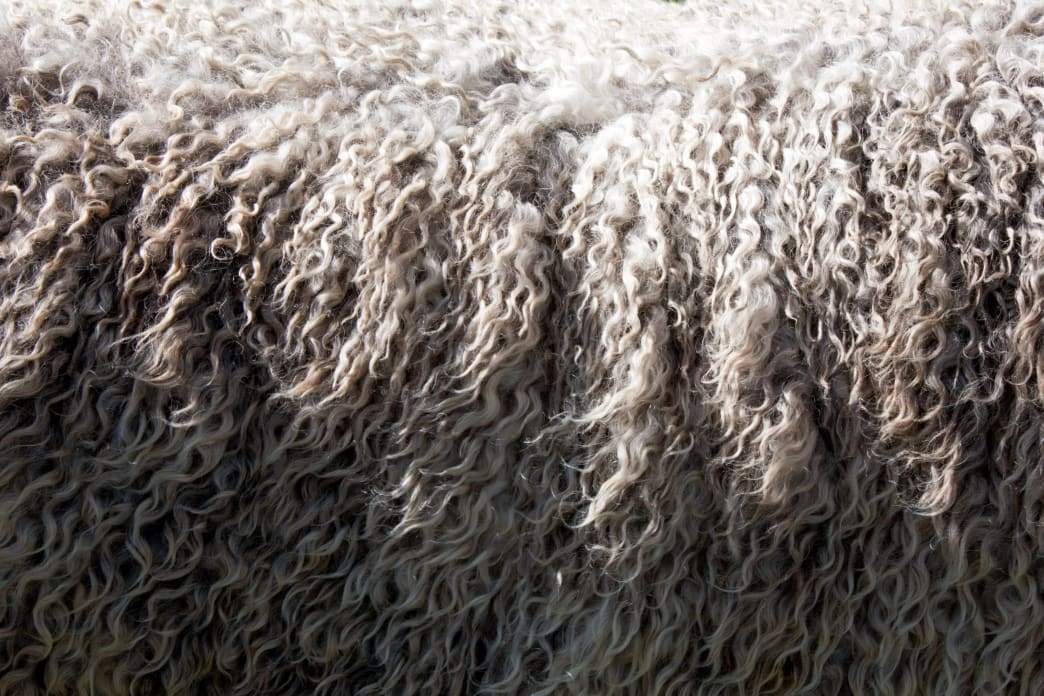 7 Myths About Merino Wool