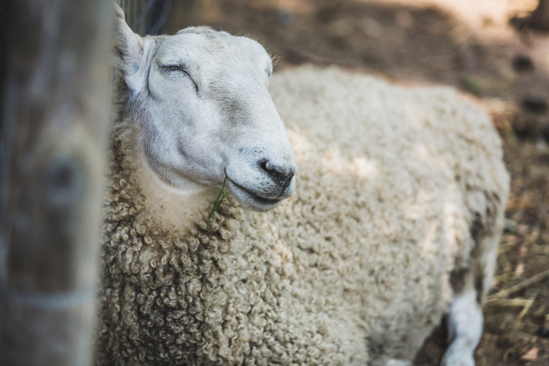 Australian merino wool sheep