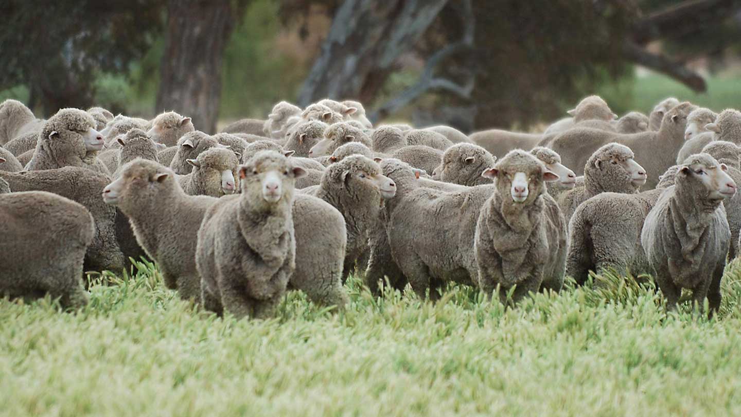 Merino wool sheep in the field